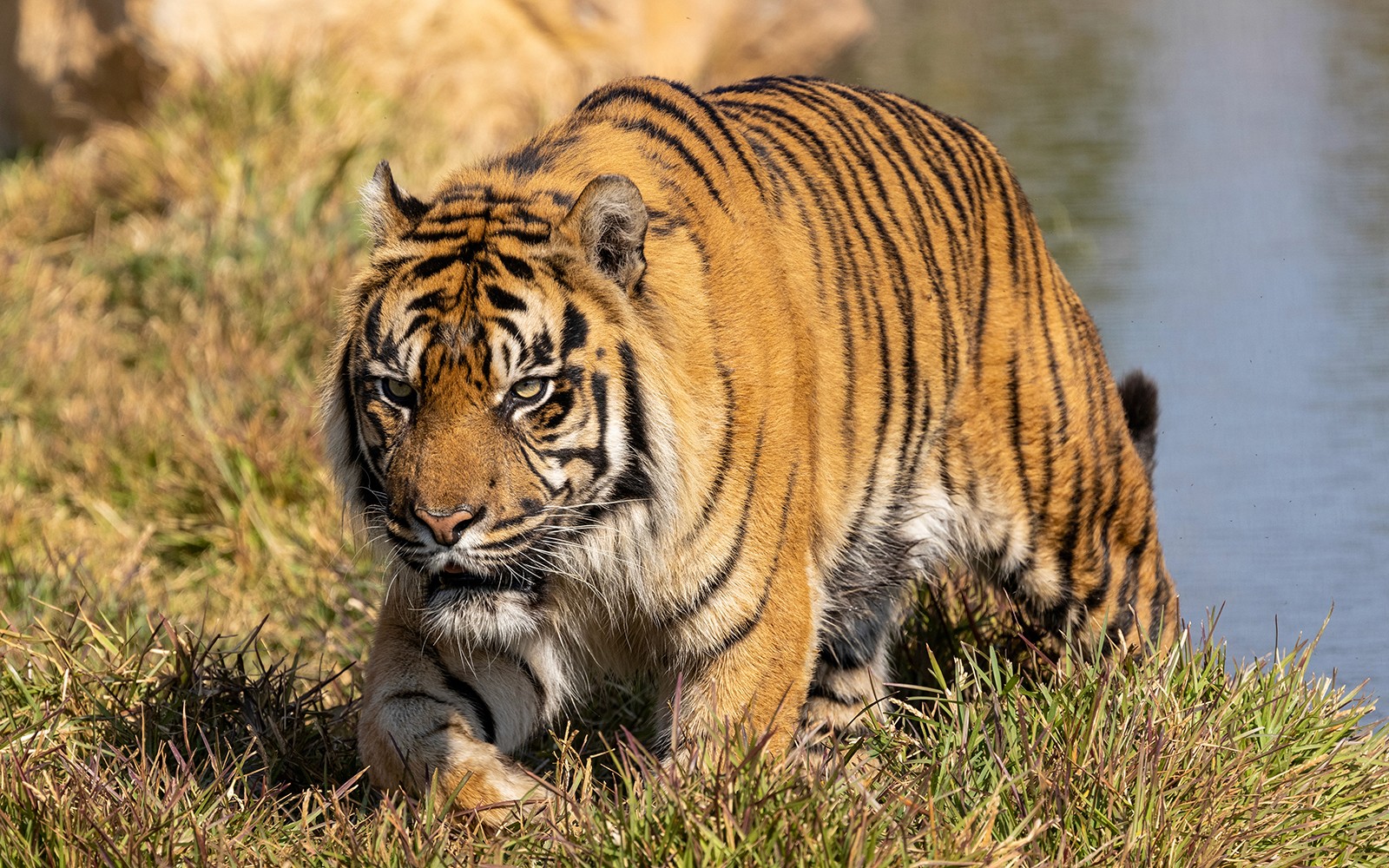 WILD LIFE Sydney Zoo Tickets — gallery 2