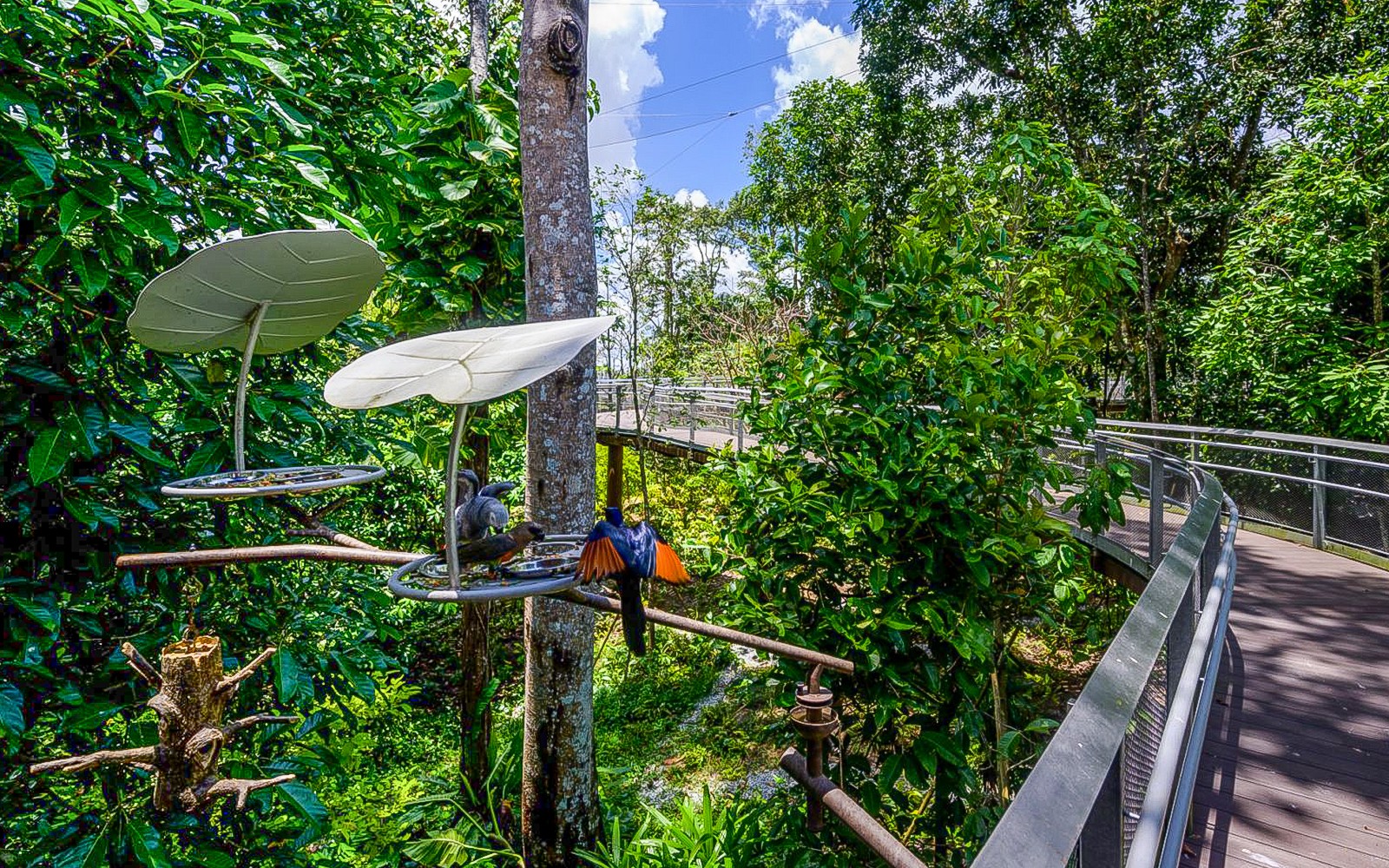 Bird Paradise Tickets | Mandai Wildlife Reserve — gallery 4