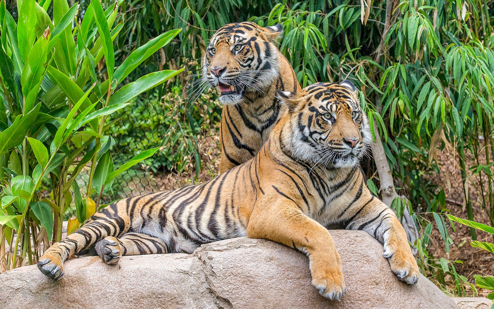 San Diego Zoo Safari Park Tickets