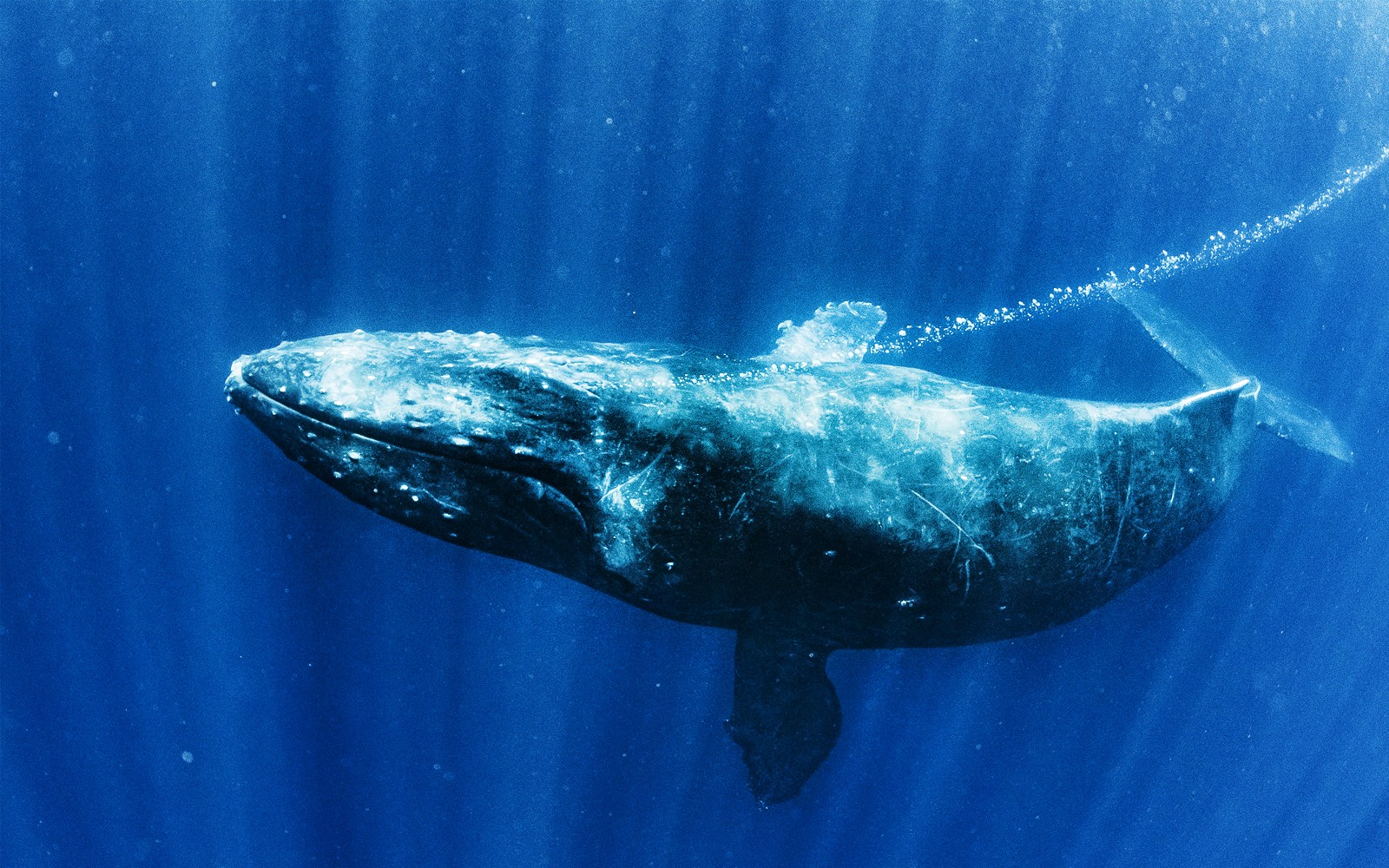 Premium Whale Watching Cruise by SeaWorld — gallery 1