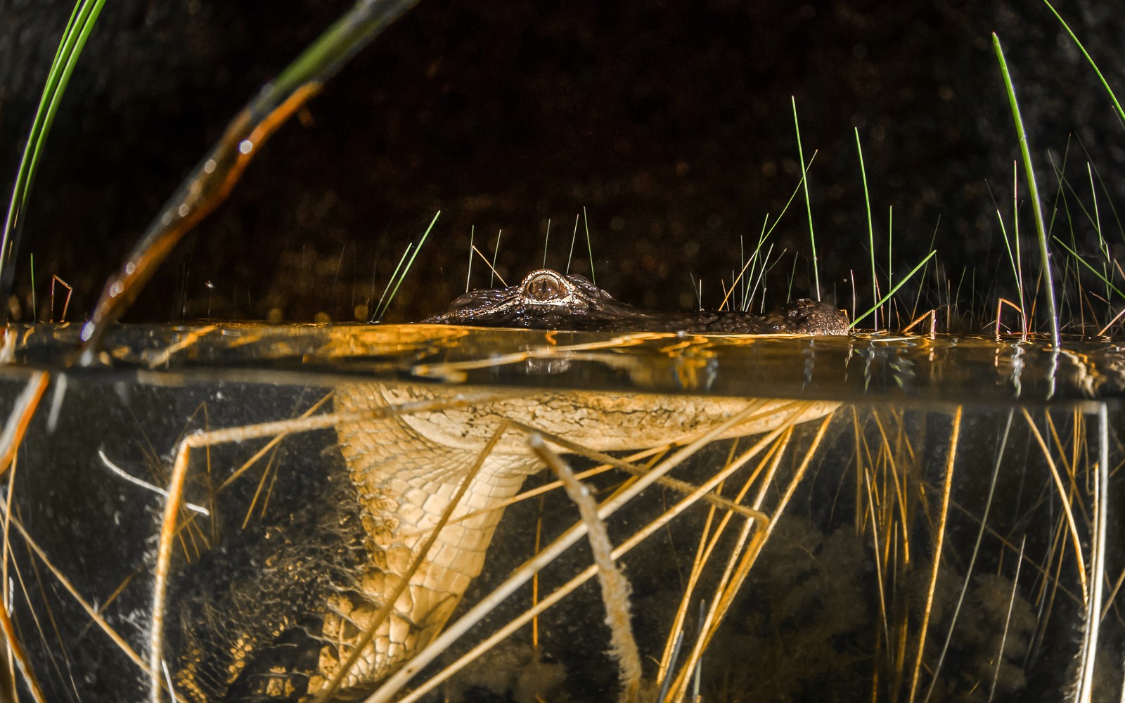 Miami: Sawgrass Recreation Park Airboat Tour at Night — gallery 3