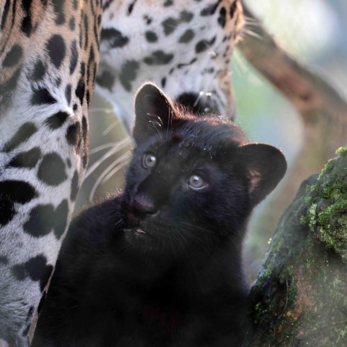 ARTIS Amsterdam Royal Zoo & Micropia: Skip The Line Entry Ticket — gallery 1