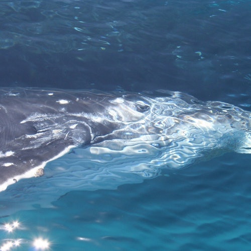 Brisbane: Whale Watching Cruise + Lunch — gallery 1