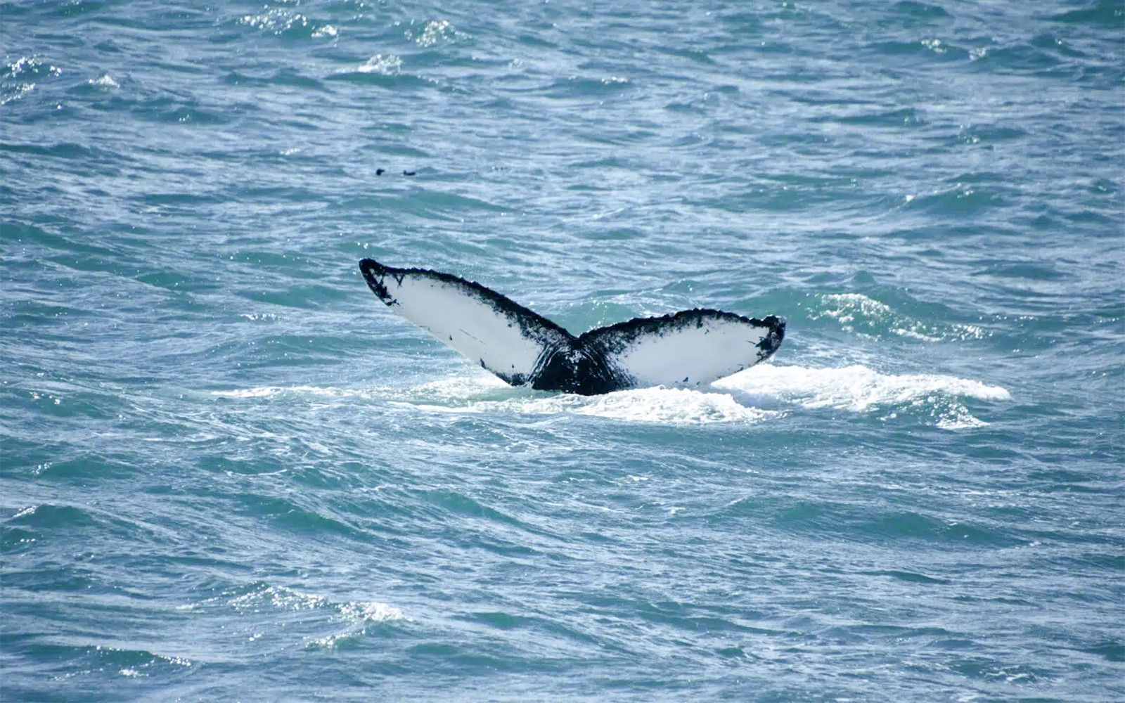 Reykjavik: Whale Watching Tour on RIB Speedboat — gallery 5