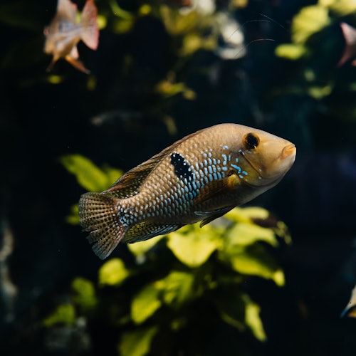 Aquarium du Grand Lyon: Entry Ticket — gallery 2