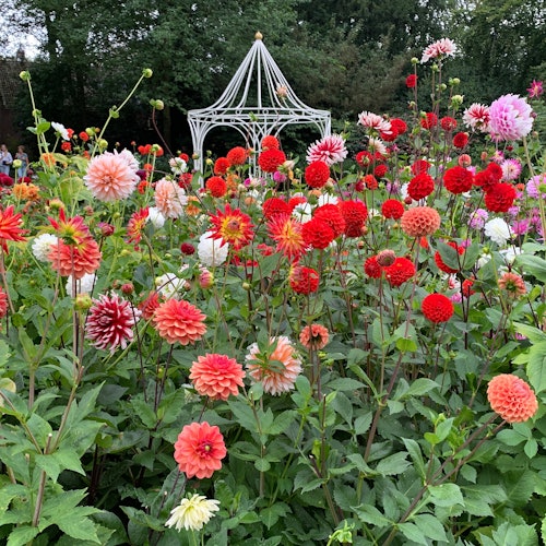Bulb Region: Dahlia Gardens, Windmills & Castle Bike Tour — gallery 1