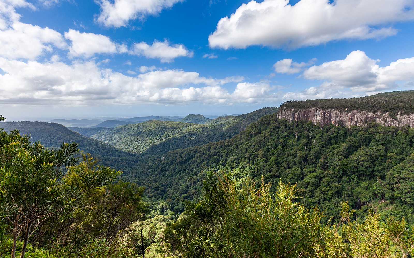 Natural Bridge & Springbrook Waterfalls Tour