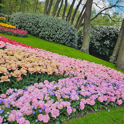 Keukenhof: Tulip Tour + Delft City Tour from Amsterdam — gallery 2