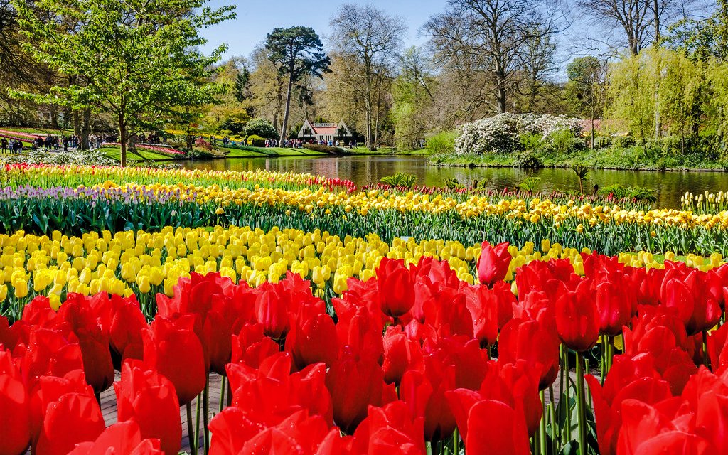 From Amsterdam: Keukenhof Expert Guided Tour with Round-Trip Transfers — gallery 1