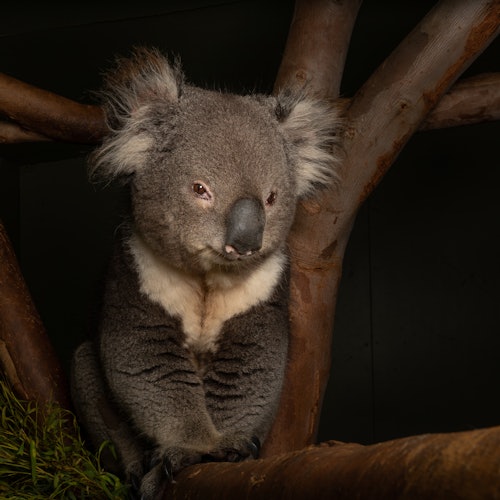 Bonorong Night Tour