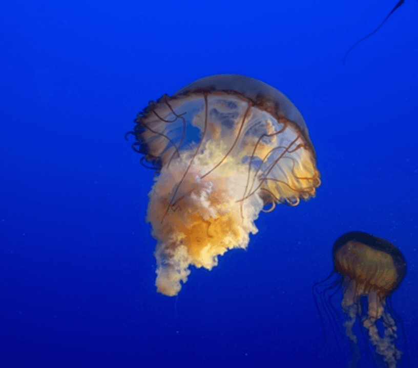 New York Aquarium: Entry Ticket