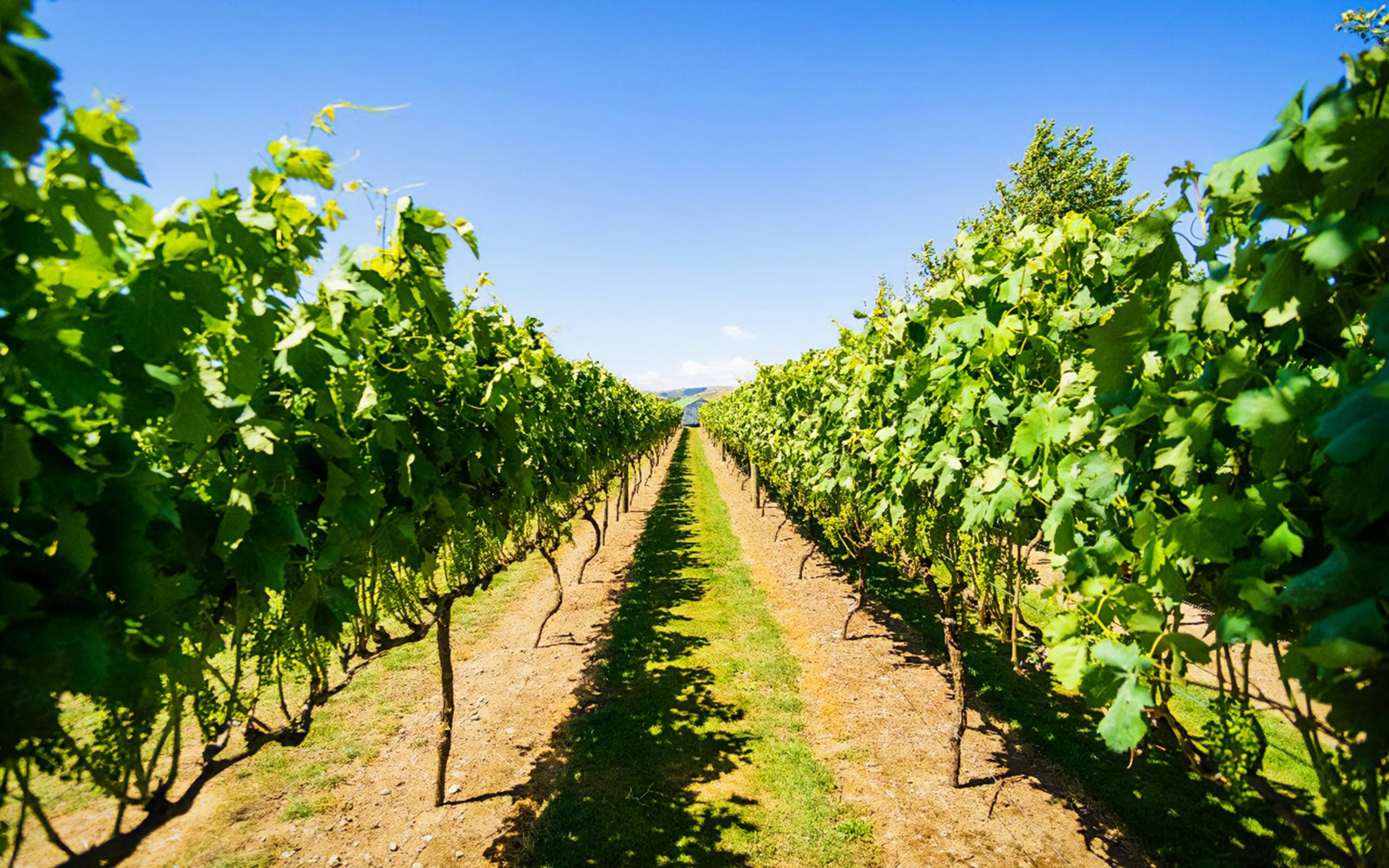 A Taste of Martinborough – Wine Delights Private Tour — gallery 4