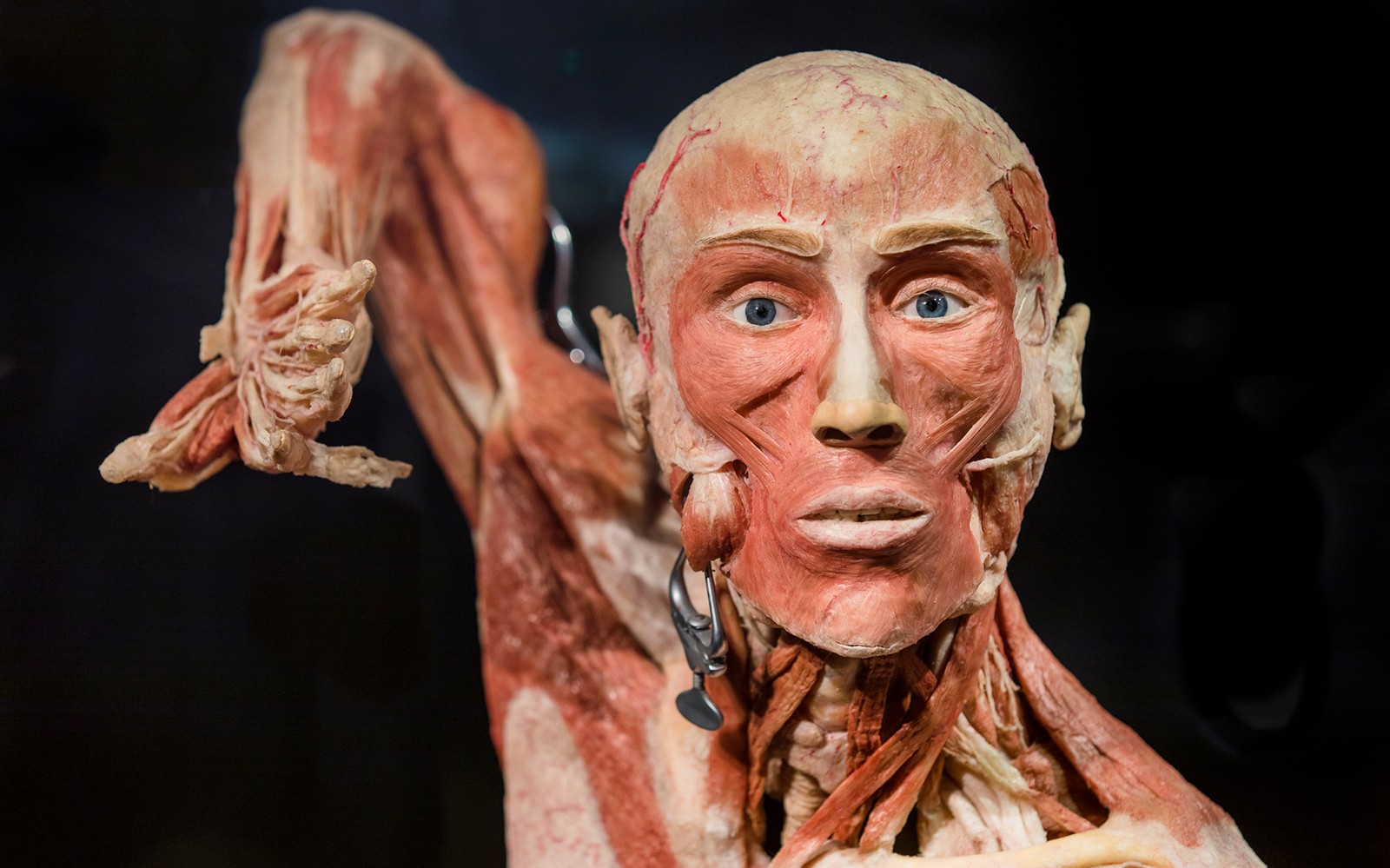 Combo: Body Worlds Amsterdam + Canal Cruise Tickets — gallery 4