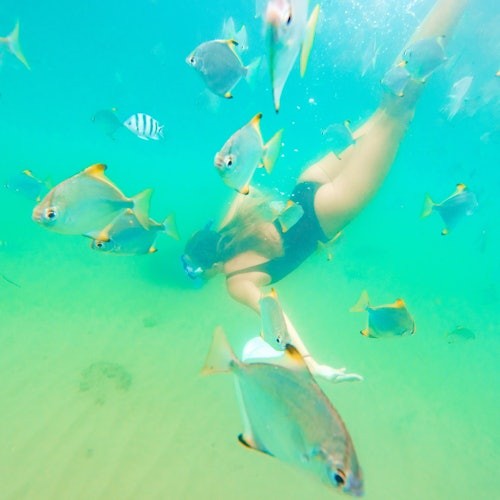 Gold Coast: Morning Dolphin Kayaking & Snorkeling Tour