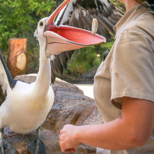 Currumbin Wildlife Sanctuary: Entry Ticket