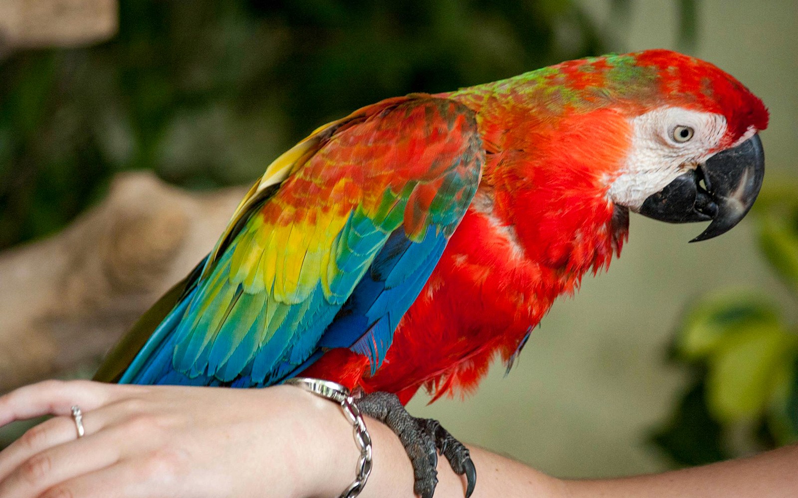 Kuala Lumpur Bird Park, Butterfly Park with Orchid and Hibiscus Garden Day Tour — gallery 3