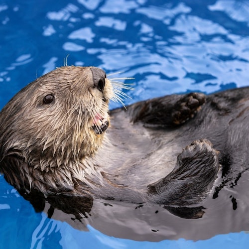 Vancouver Aquarium: Entry Ticket — gallery 4