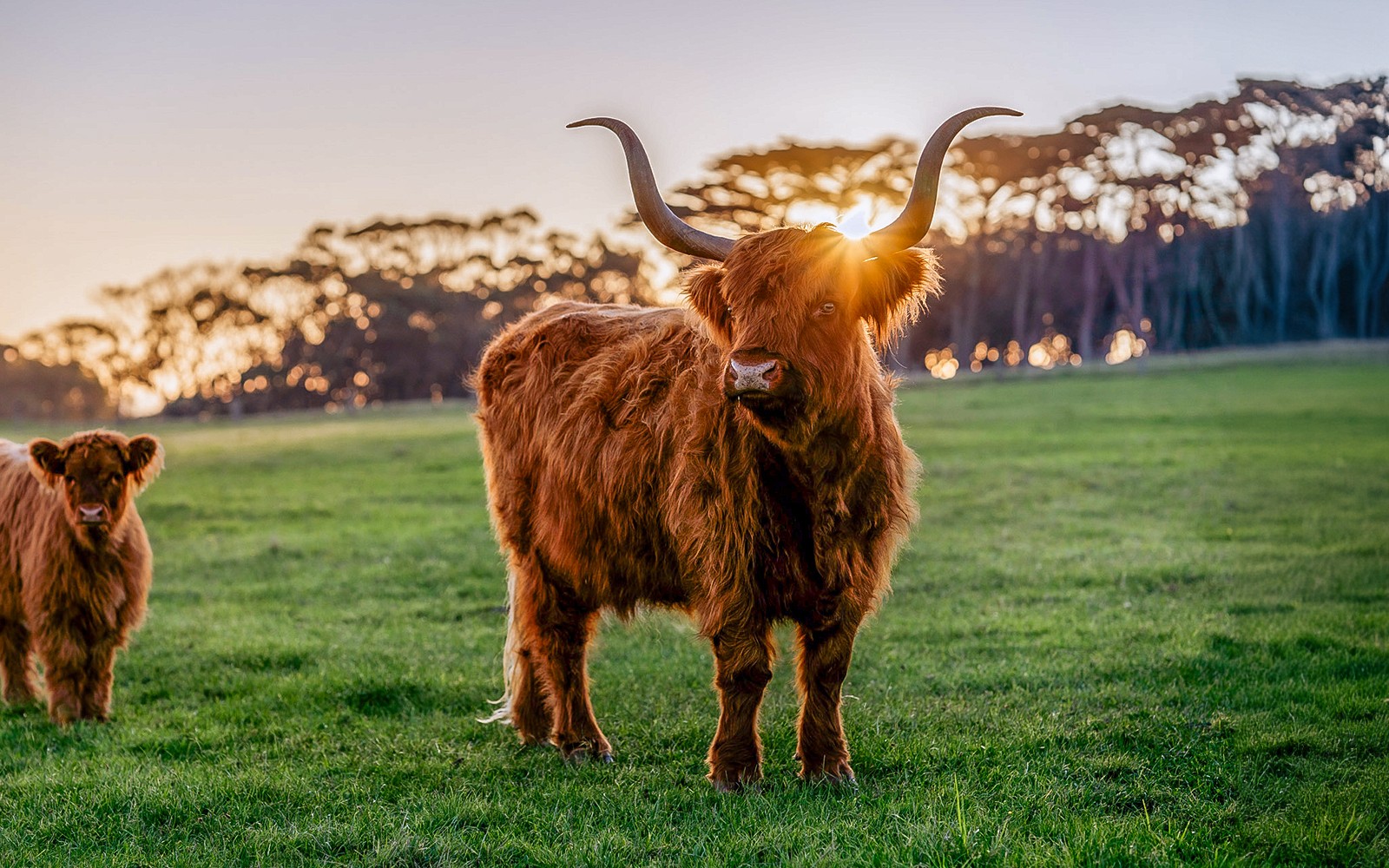 Churchill Island Tickets & Optional Entry to Phillip Island Nature Parks — gallery 3