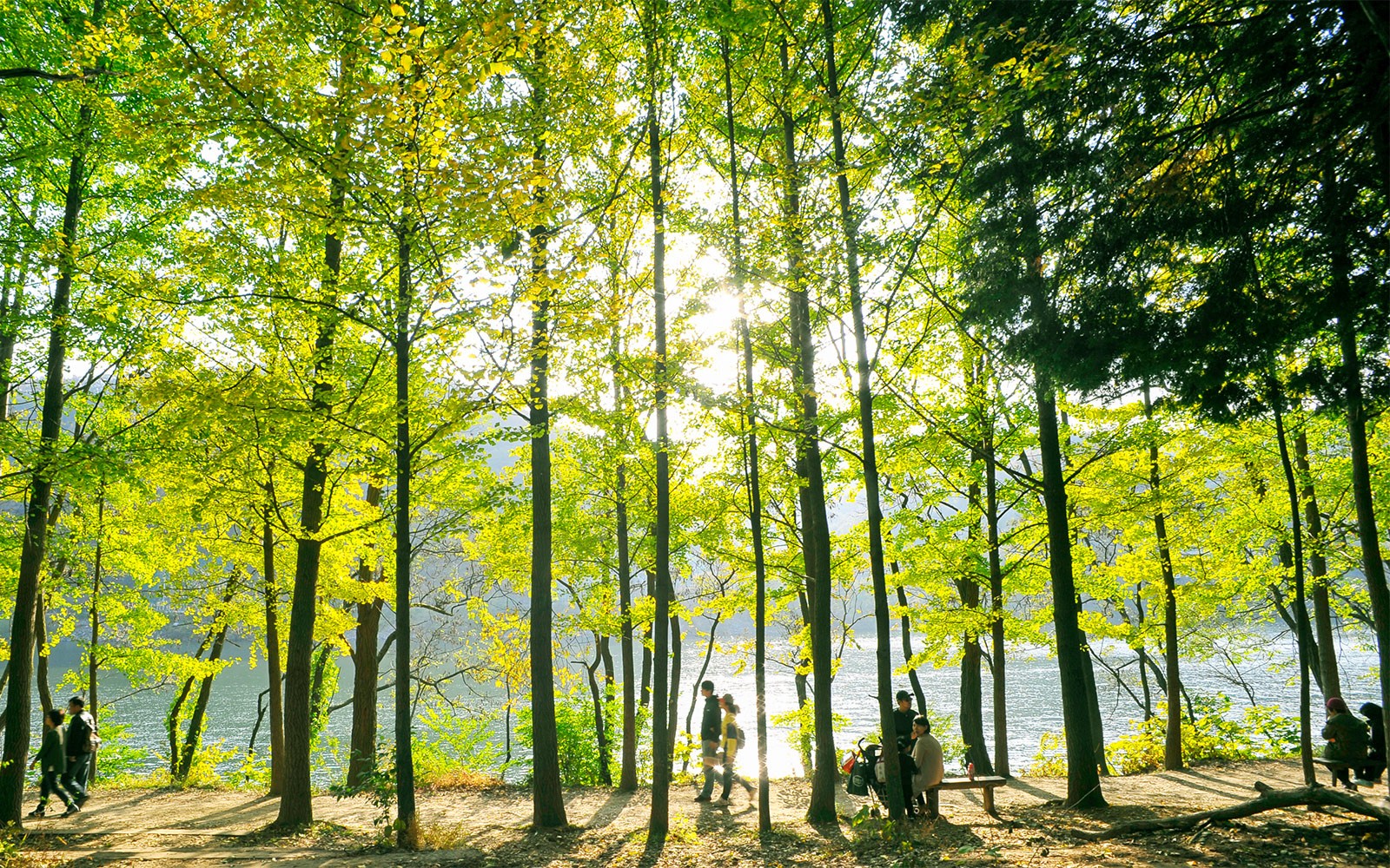 From Seoul: Nami Island & Alpaca World Guided Tour — gallery 1