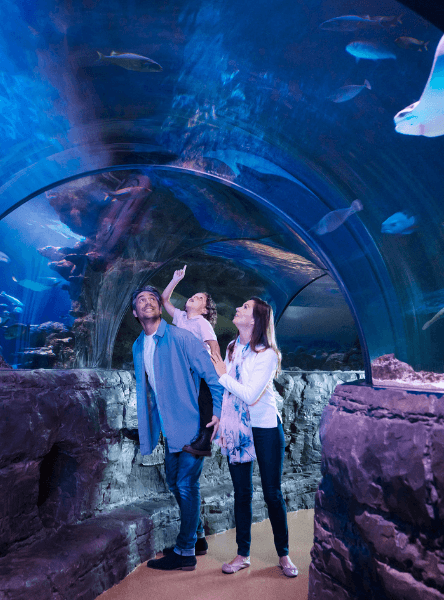 SEA LIFE London Aquarium: Standard Admission Tickets — main image