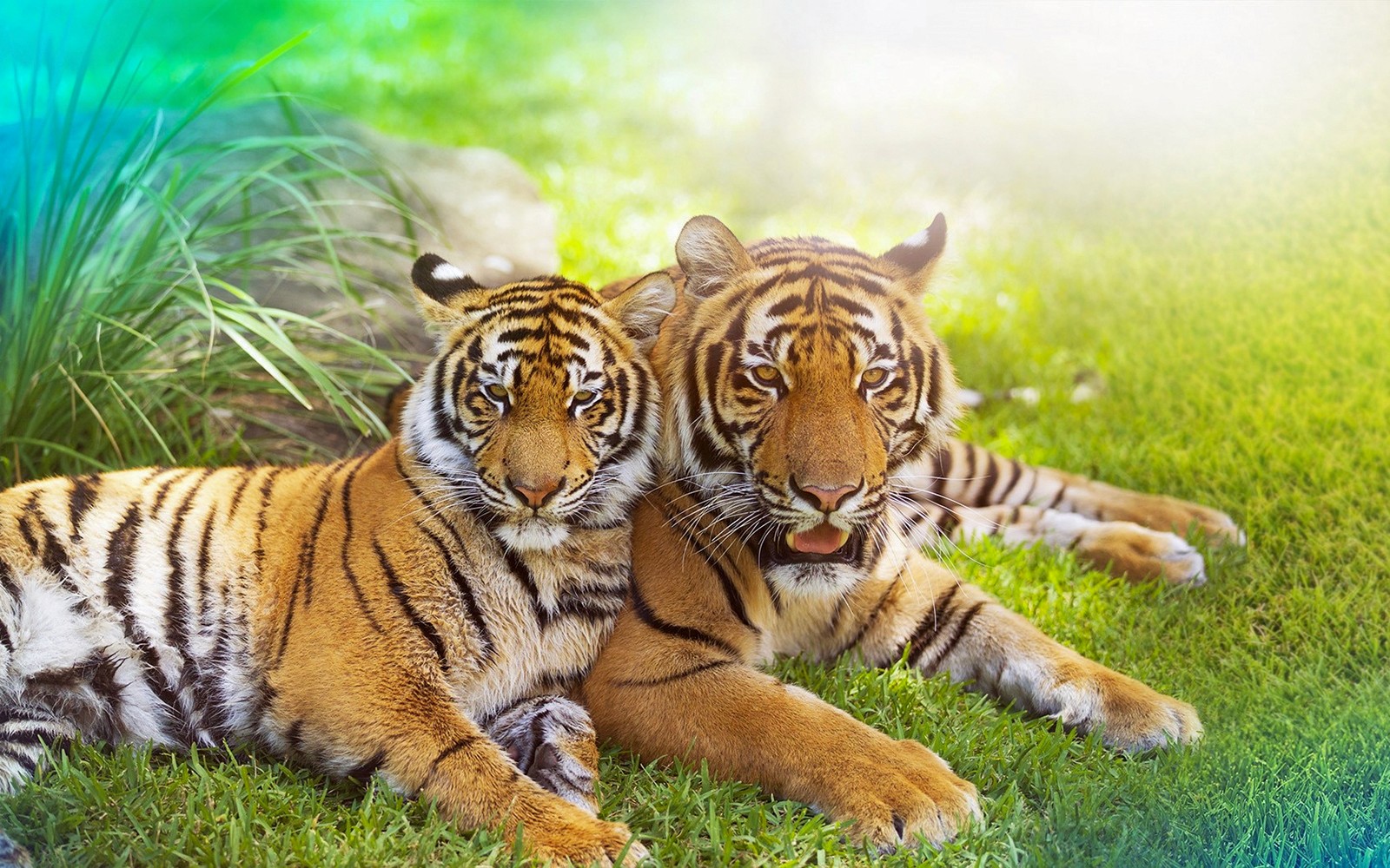 DreamWorld Gold Coast Tickets