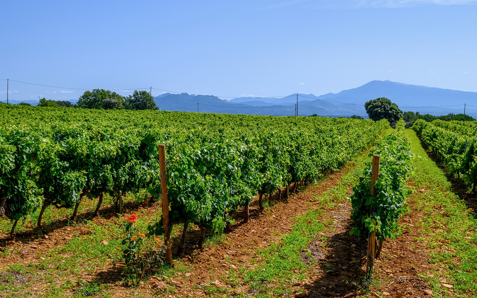 From Avignon: Wine Tour to Châteauneuf-du-Pape — gallery 4
