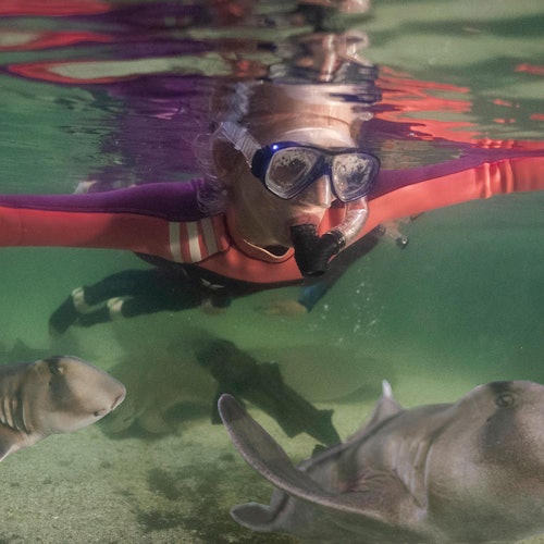 Irukandji Shark & Ray Encounters — gallery 2