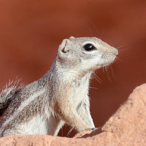 Valley of Fire and Seven Magic Mountains: Day Tour from Las Vegas — gallery 4