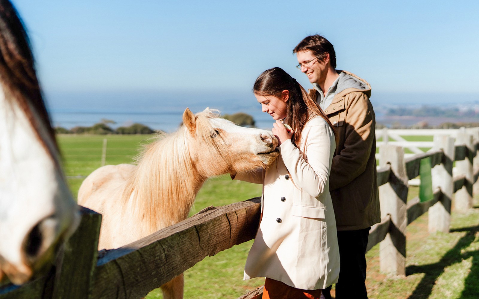 Phillip Island 3 Parks Pass: Penguin Parade, Koala Conservation Reserve & Churchill Island