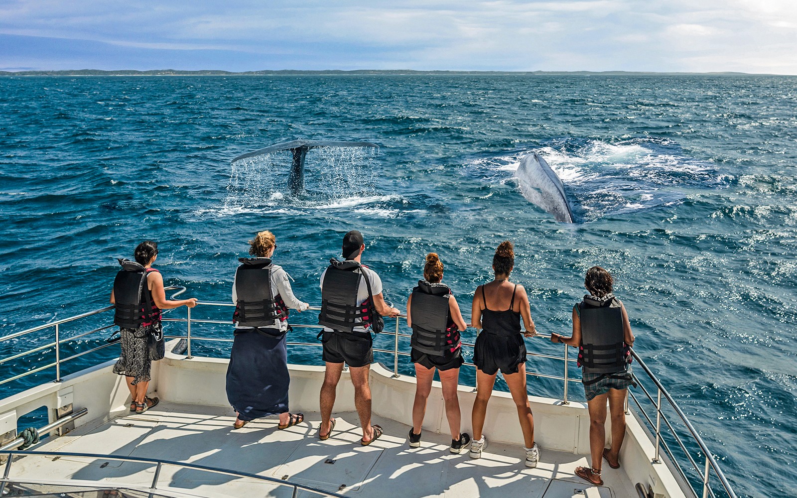 From Christchurch: Kaikoura Whale Watching Small Group Tour with Lunch — gallery 1