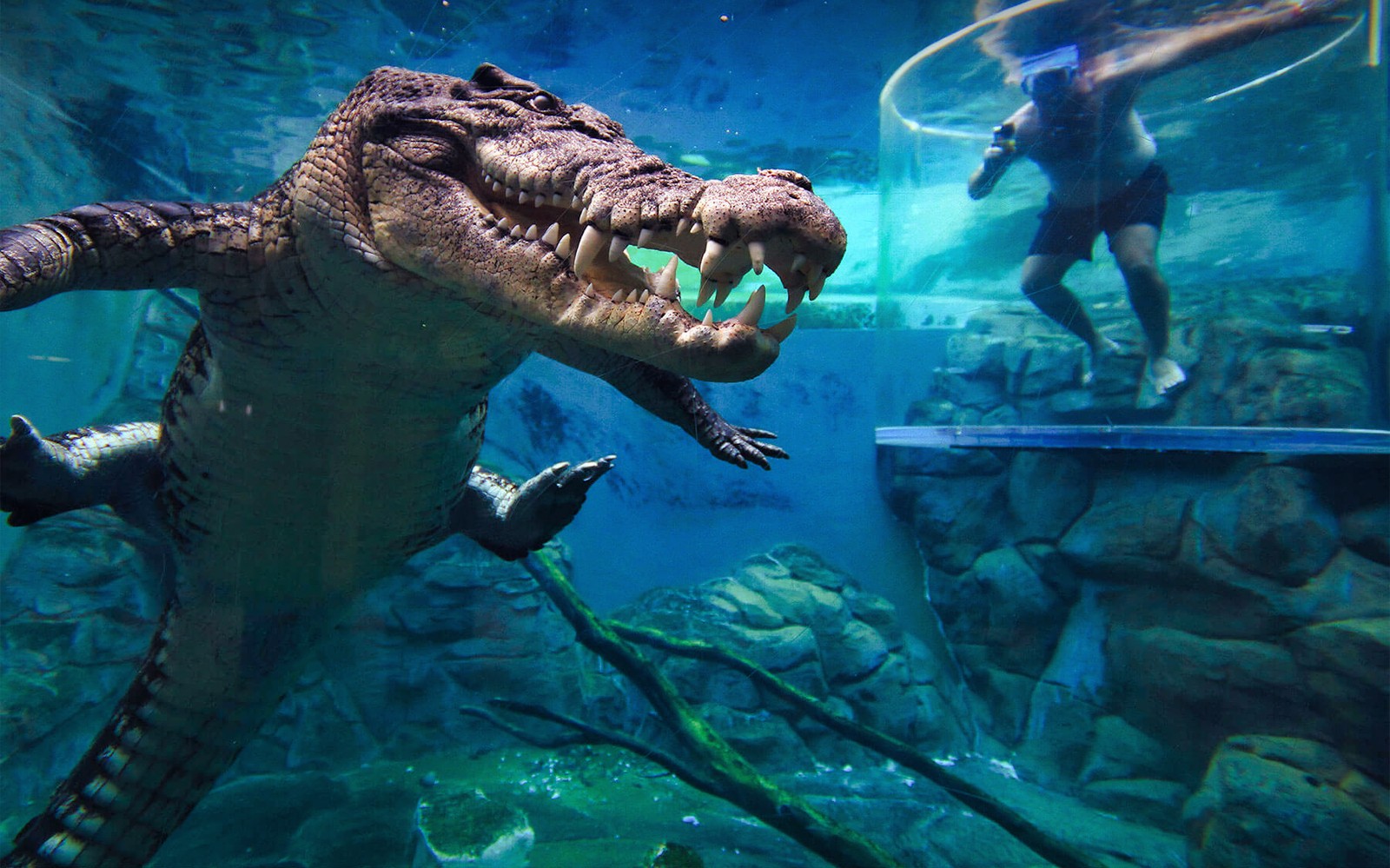 Crocosaurus Cove Tickets with Cage of Death Experience