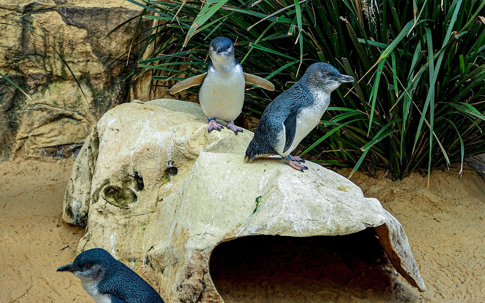SEA LIFE Sydney Aquarium Tickets — gallery 4