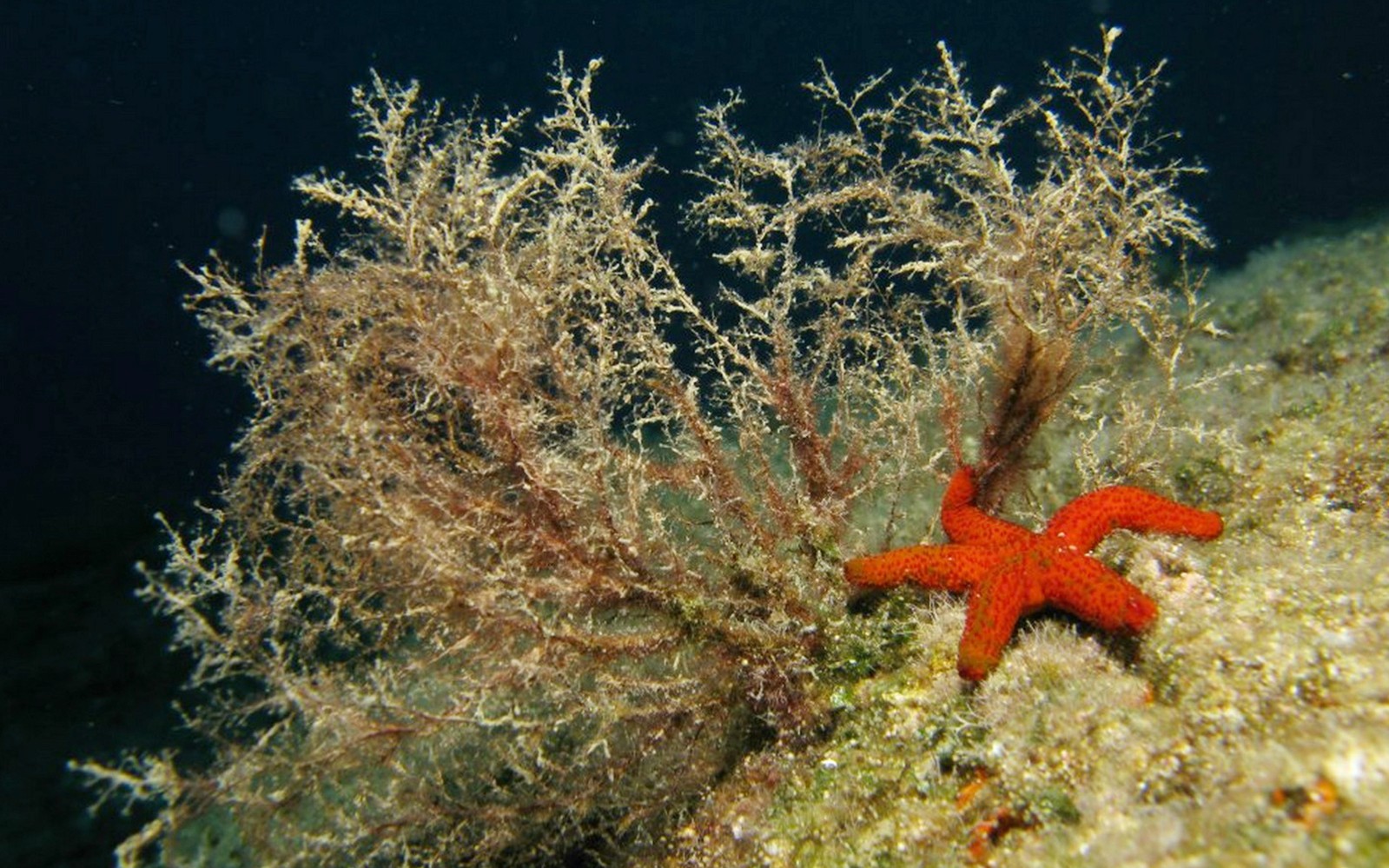 Adventure Dives for certified divers in Nea Makri, Athens — gallery 4