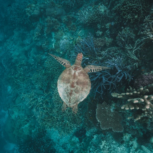 Great Barrier Reef: Pontoon Cruise + Semi-Submarine Tour + Buffet Lunch — gallery 4