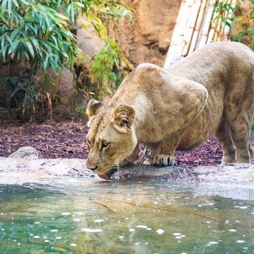 Loro Parque & Siam Park: Entry Ticket + Transfers — gallery 1